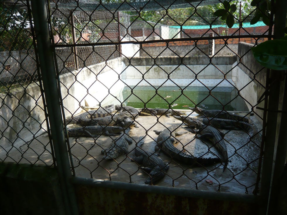 Tell Louis Vuitton to Stop Torturing Crocodiles — Species Unite