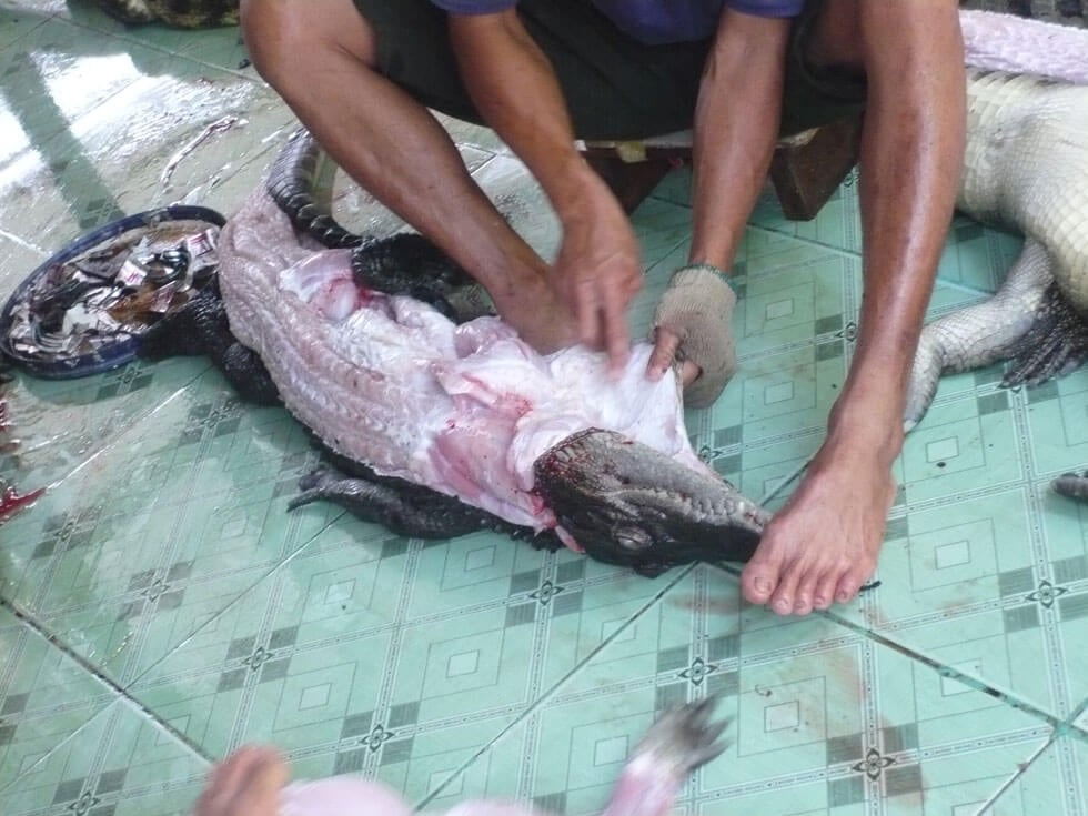 Footage Shows Crocodiles Skinned Alive For Louis Vuitton Purses