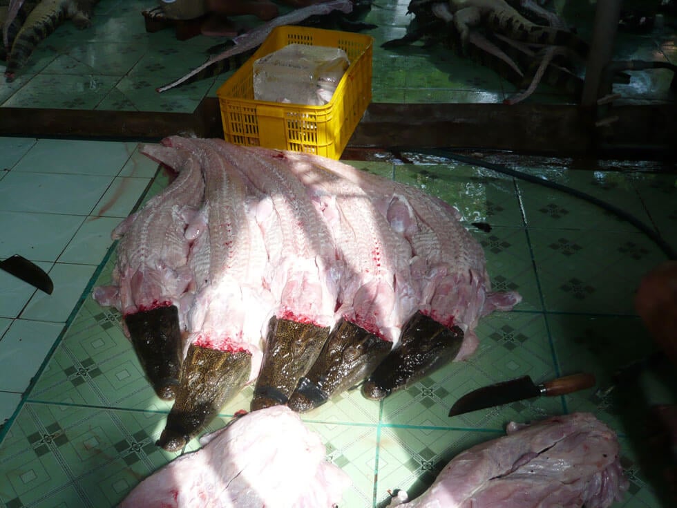 Footage Shows Crocodiles Skinned Alive For Louis Vuitton Purses