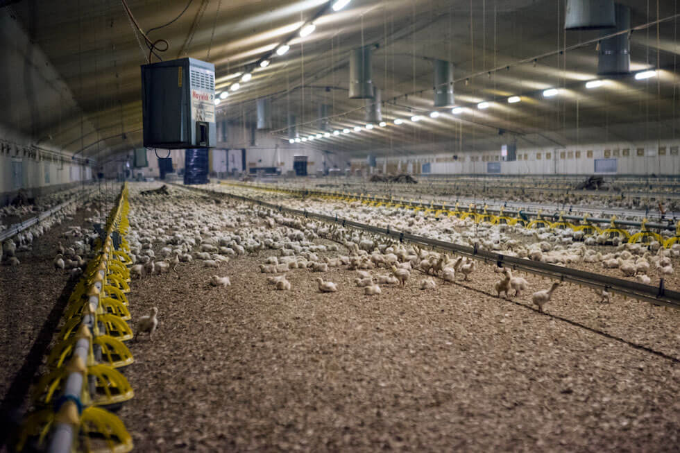 PETA Exposes Cruelty At UK Chicken Farms Supplying Marks ...