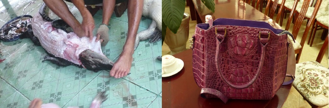 PETA Exposes the Cruelty Behind Crocodile Skin Bags