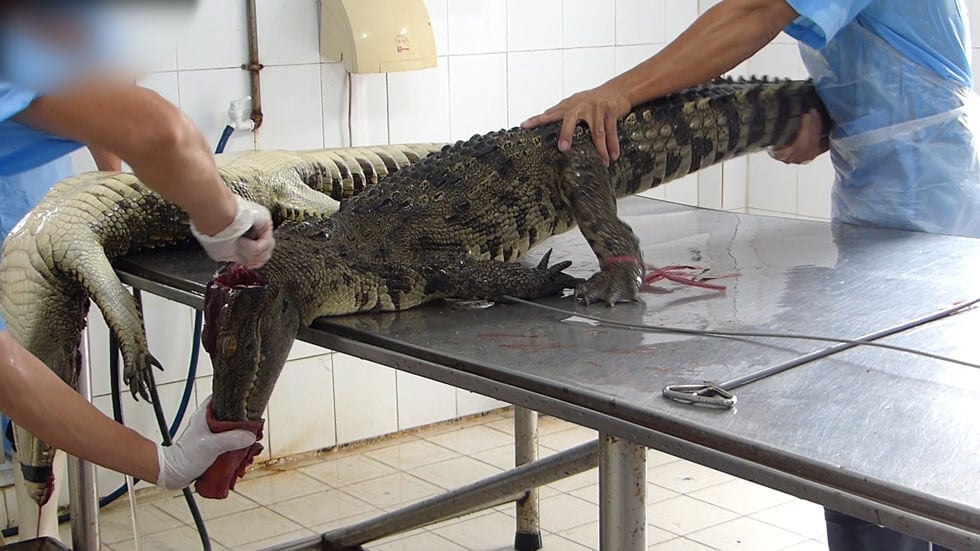 Undercover Investigators Expose Atrocities on Alligator Farms that