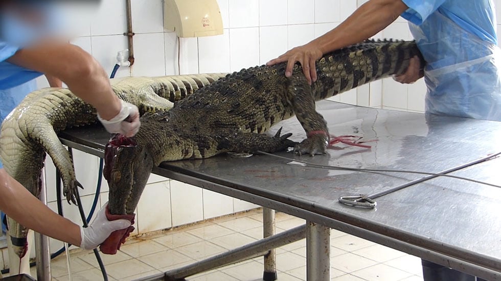 Alligator Farm Grows Prized Skins for Purses