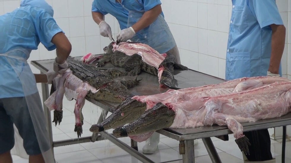 Vietnamese man skins, butchers 70kg crocodile after capturing it at his  farmland