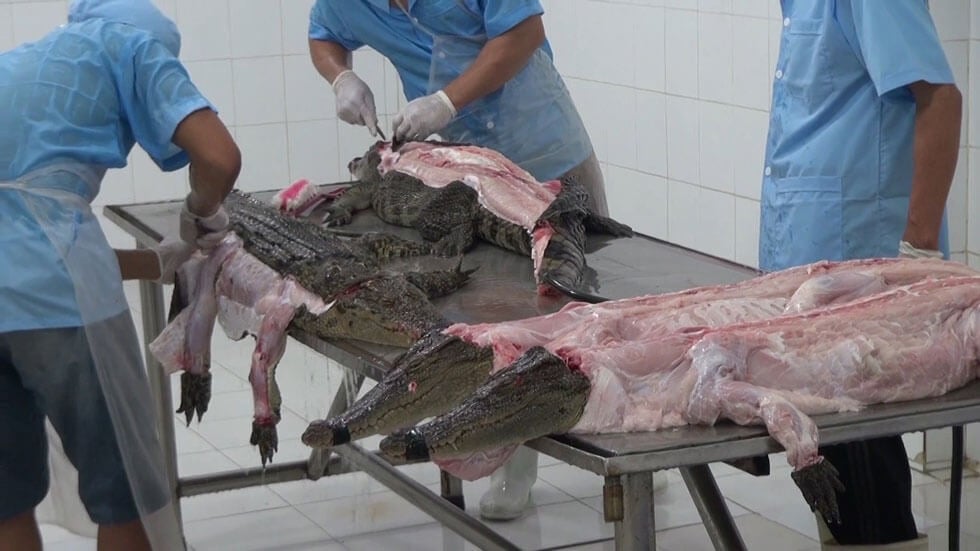 Stop Brutal Crocodile Stabbings for Purses and Shoes