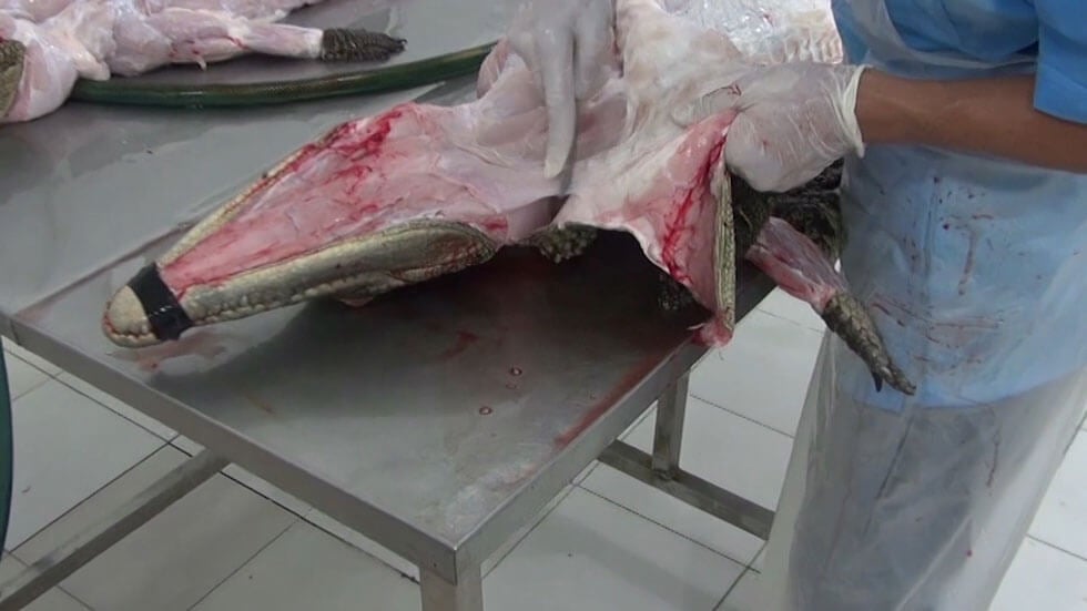 PETA Exposes the Cruelty Behind Crocodile Skin Bags