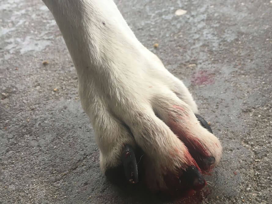 a dog's bloody paw at birds and animals unlimited as seen in peta investigation