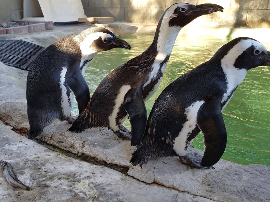 penguins used for movies and tv at birds and animals unlimited