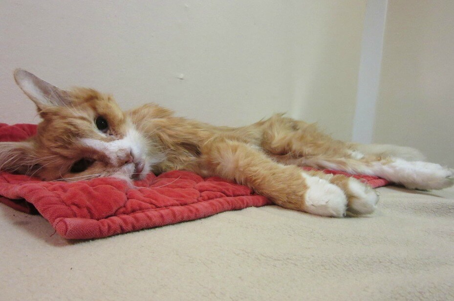 Meet PETA's Rescue Team and the Animals They Help