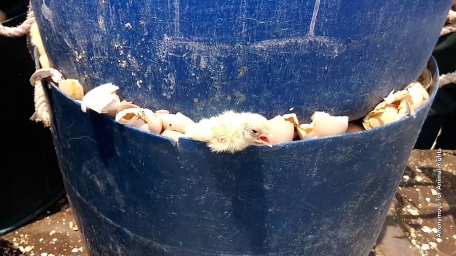 Chicks Crushed, Drowned, and Burned to Death for Eggs and Meat - PETA