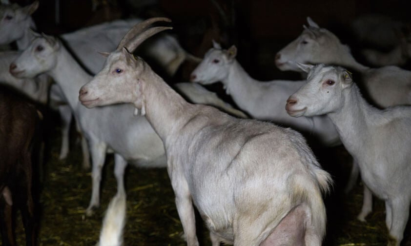 goats on organic goat milk farm cruelty