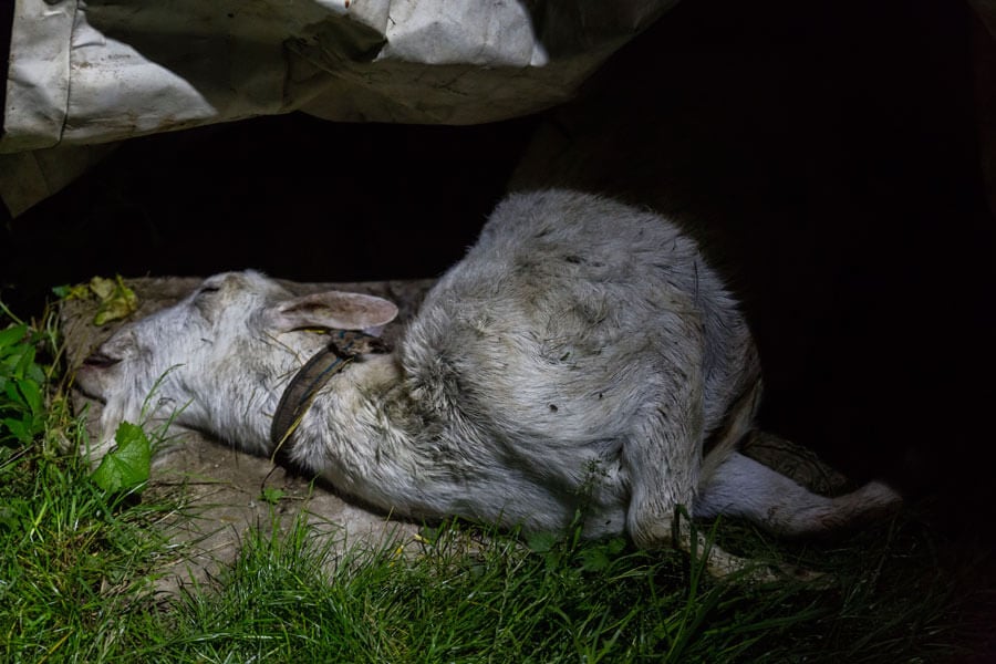 dead baby goat