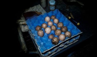 dirty eggs at UK chicken farm
