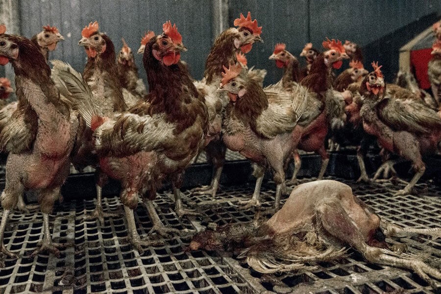 PETA Exposes Cruelty at Free Range Egg Farm in the UK