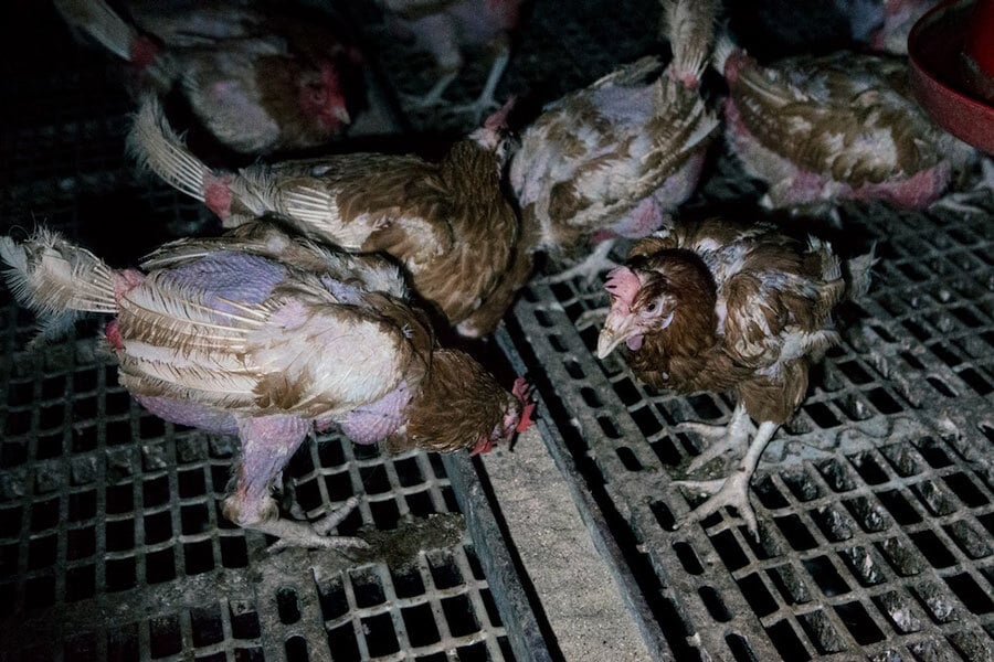young chickens on mesh floor at UK farm