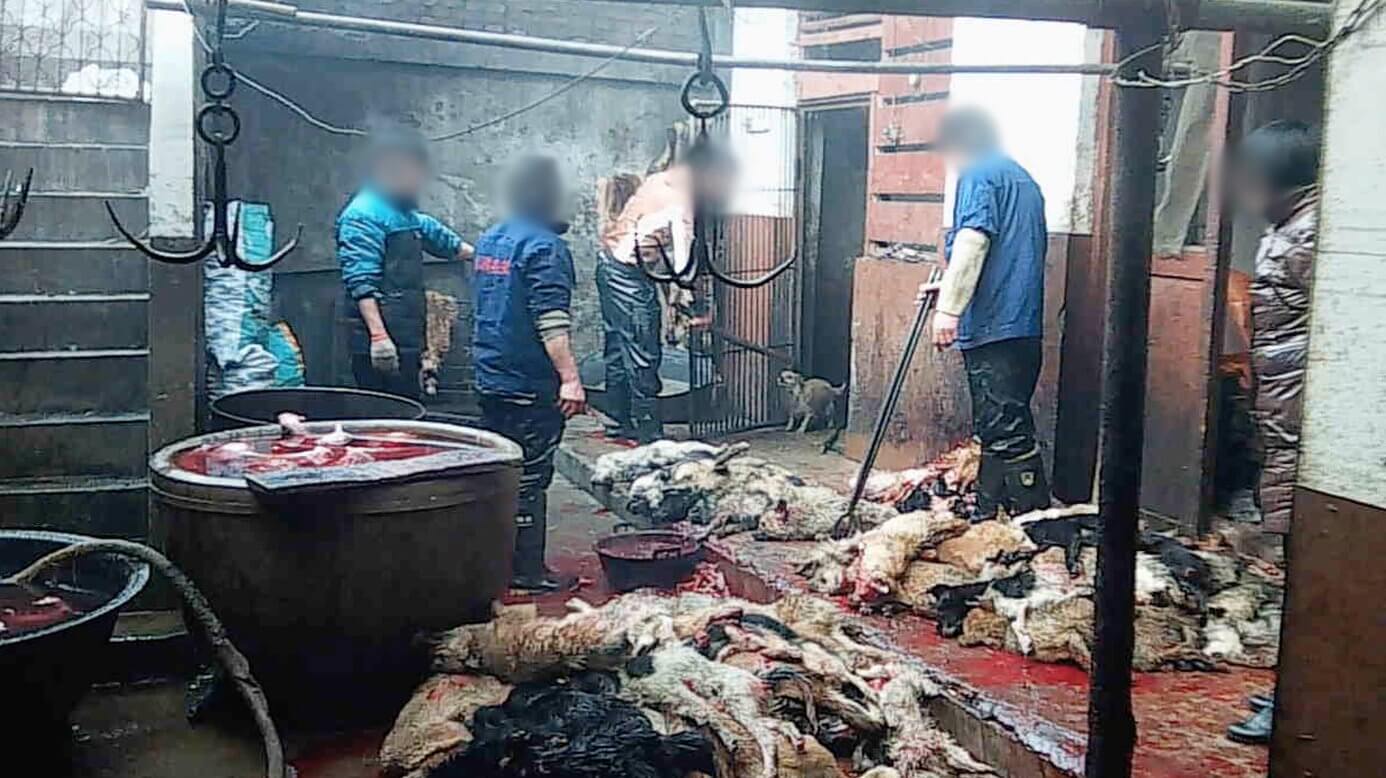 dogs killed for their skin