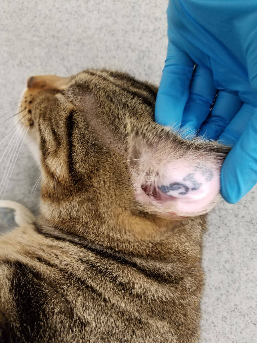 https://investigations.peta.org/wp-content/uploads/2017/06/2017-01-08_06_Ear-tattoo-3_20170108_132454.jpg