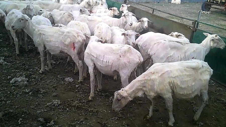 https://investigations.peta.org/wp-content/uploads/2017/06/Many-of-the-sheep-were-left-with-open-cuts-from-the-shearing.jpg