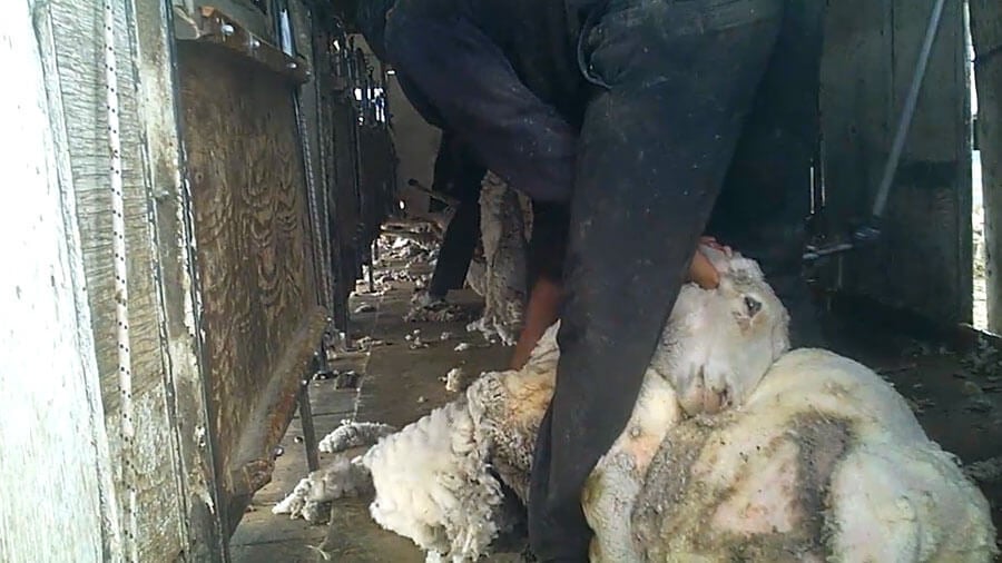 Another Patagonia-Approved Wool Producer Exposed�Help ...