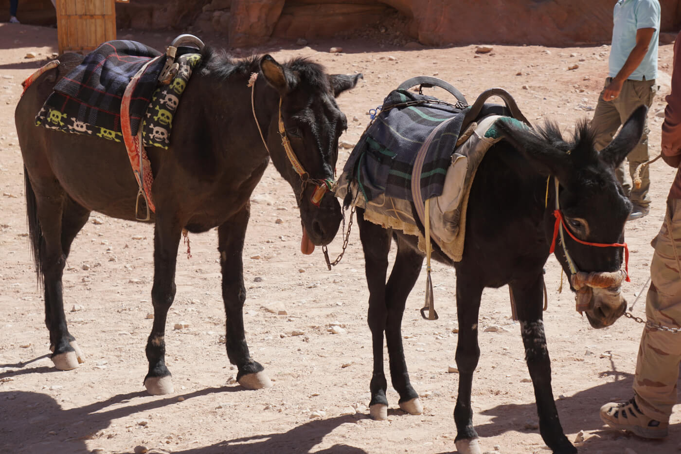 https://investigations.peta.org/wp-content/uploads/2017/11/2017-10-01_IMG28_donkey-with-tongue-sticking-out-due-to-neurological-disorder_DSC03984.jpg