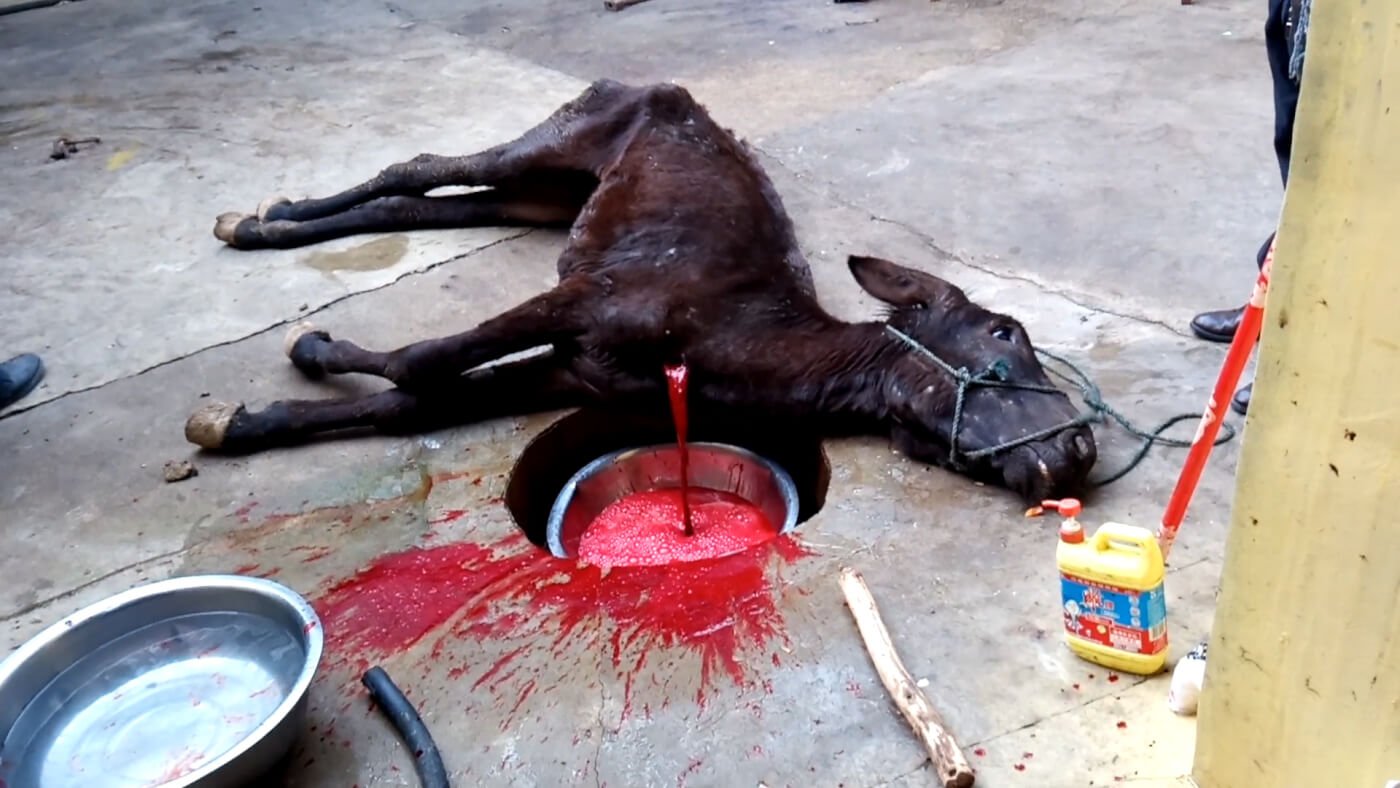 https://investigations.peta.org/wp-content/uploads/2017/11/Donkey-has-her-throat-slit-at-the-slaughterhouse.jpg