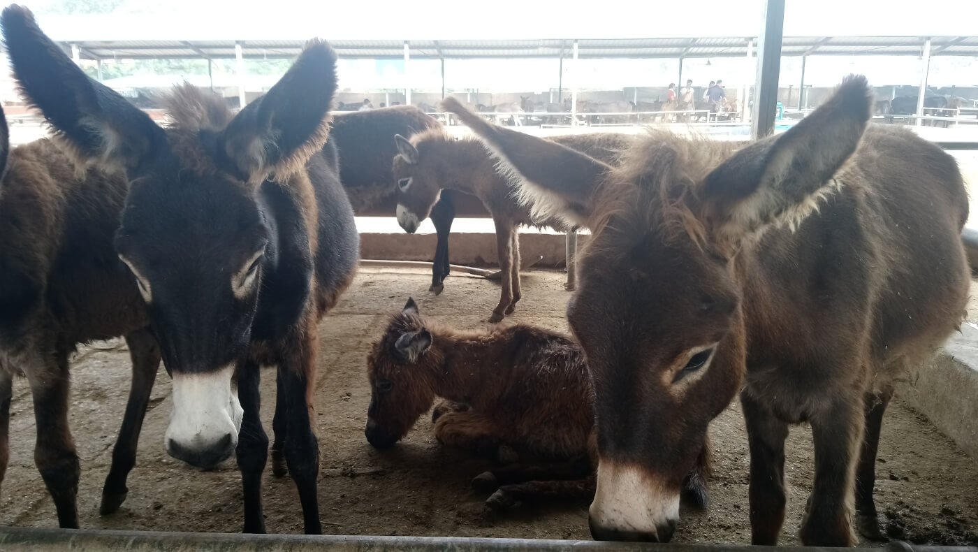 https://investigations.peta.org/wp-content/uploads/2017/11/Donkeys-in-pen-with-one-small-donkey-resting-on-the-floor.jpg