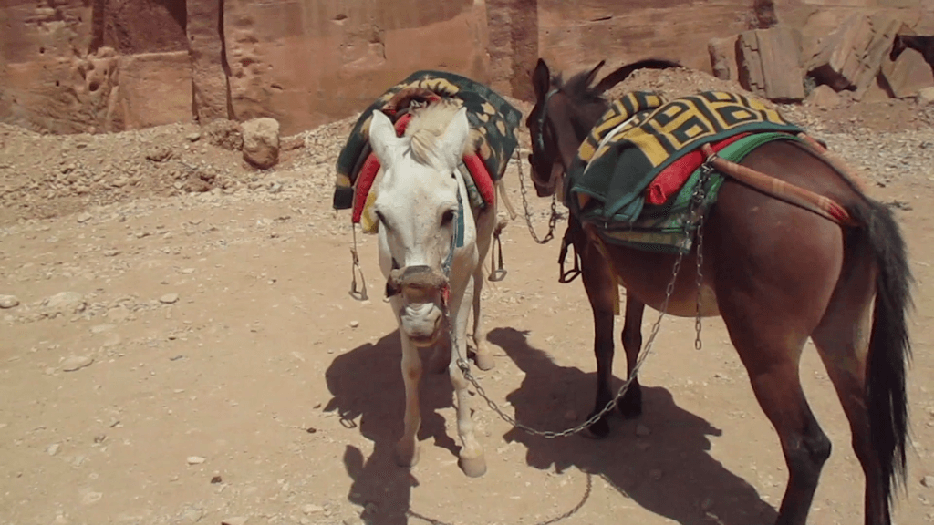 Fly-Infested Wounds on Animals Forced to Carry Tourists in Petra