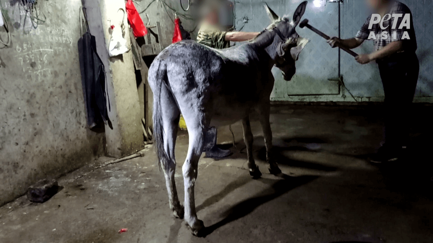https://investigations.peta.org/wp-content/uploads/2017/11/Worker-bashing-donkey-with-sledgehammer.png