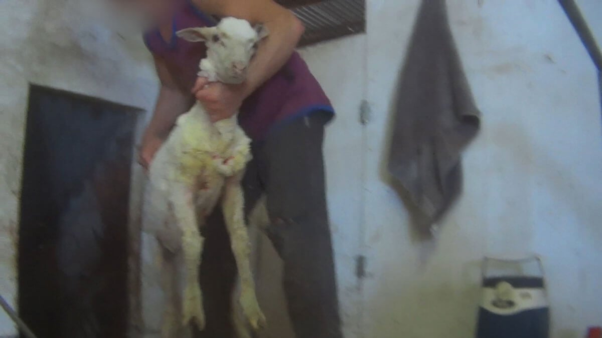 australian wool sheep investigation 10