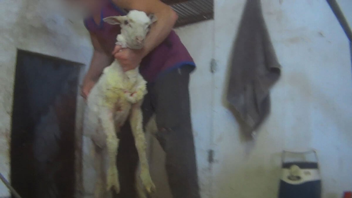 International Exposé: Sheep Killed, Punched, Stomped on, and Cut for Wool