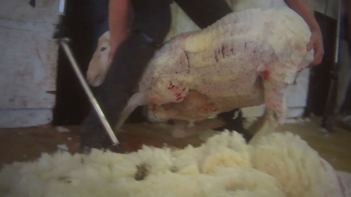 australian wool sheep investigation 2