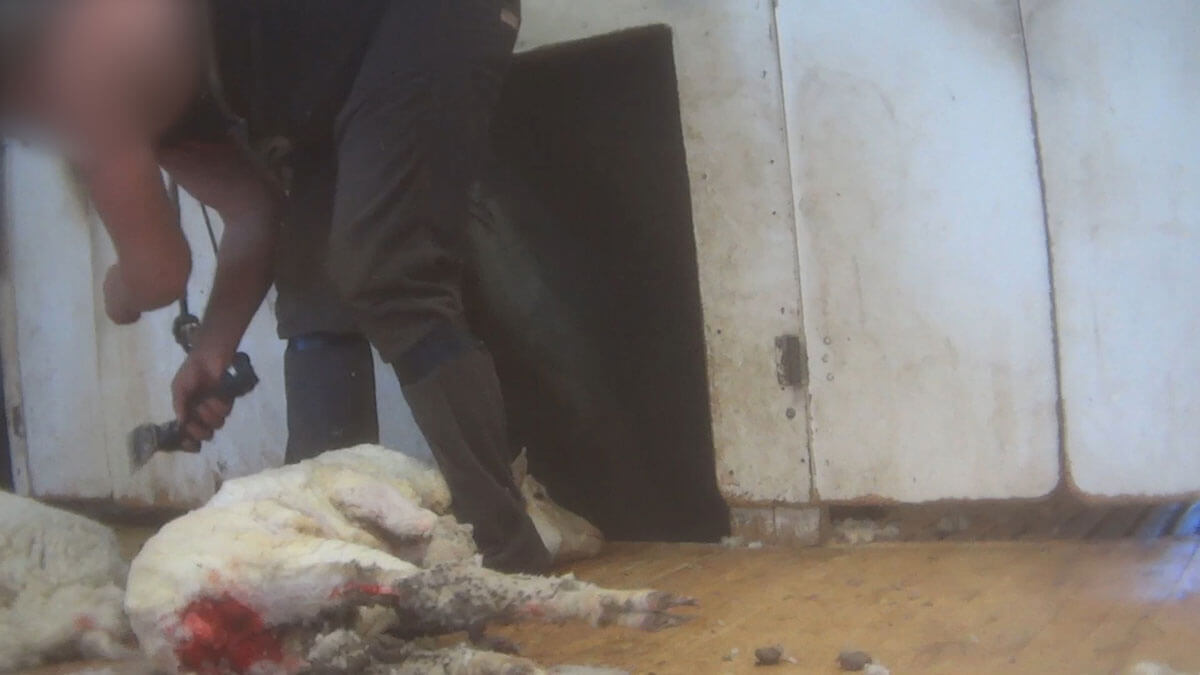 australian wool sheep investigation 3
