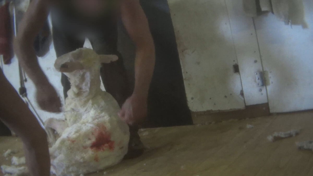 australian wool sheep investigation 6