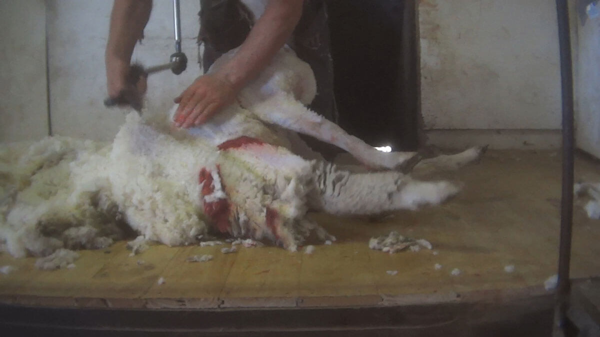 australian wool sheep investigation 7