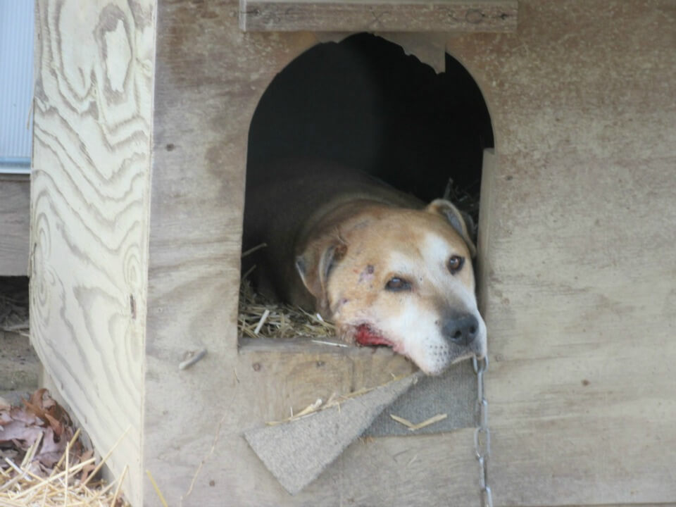 Meet PETA�s Rescue Team and the Animals They Help