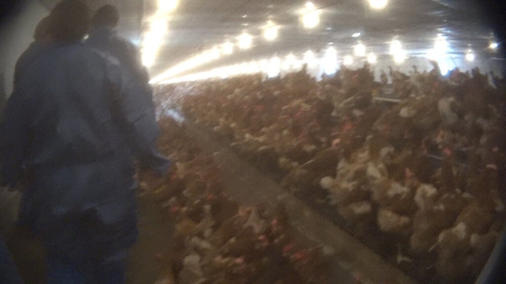 https://investigations.peta.org/wp-content/uploads/2018/01/nellies_free_range_eggs-Still009-1024x576.jpg