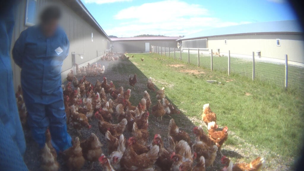 https://investigations.peta.org/wp-content/uploads/2018/01/nellies_free_range_eggs-Still012-1024x576.jpg