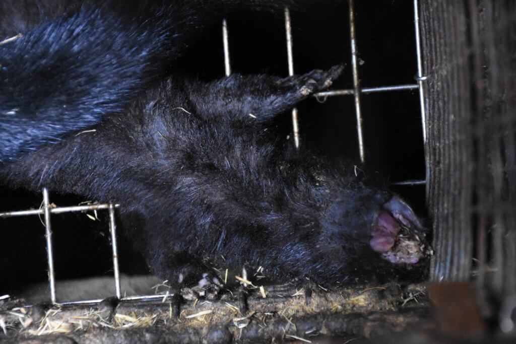 Undercover Images Reveal Suffering Animals on Quebec Fur Farms - Animal  Justice