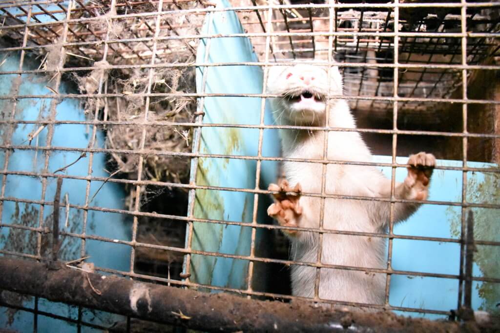 Undercover Images Reveal Suffering Animals on Quebec Fur Farms - Animal  Justice