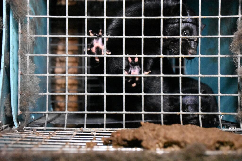 Undercover Images Reveal Suffering Animals on Quebec Fur Farms - Animal  Justice