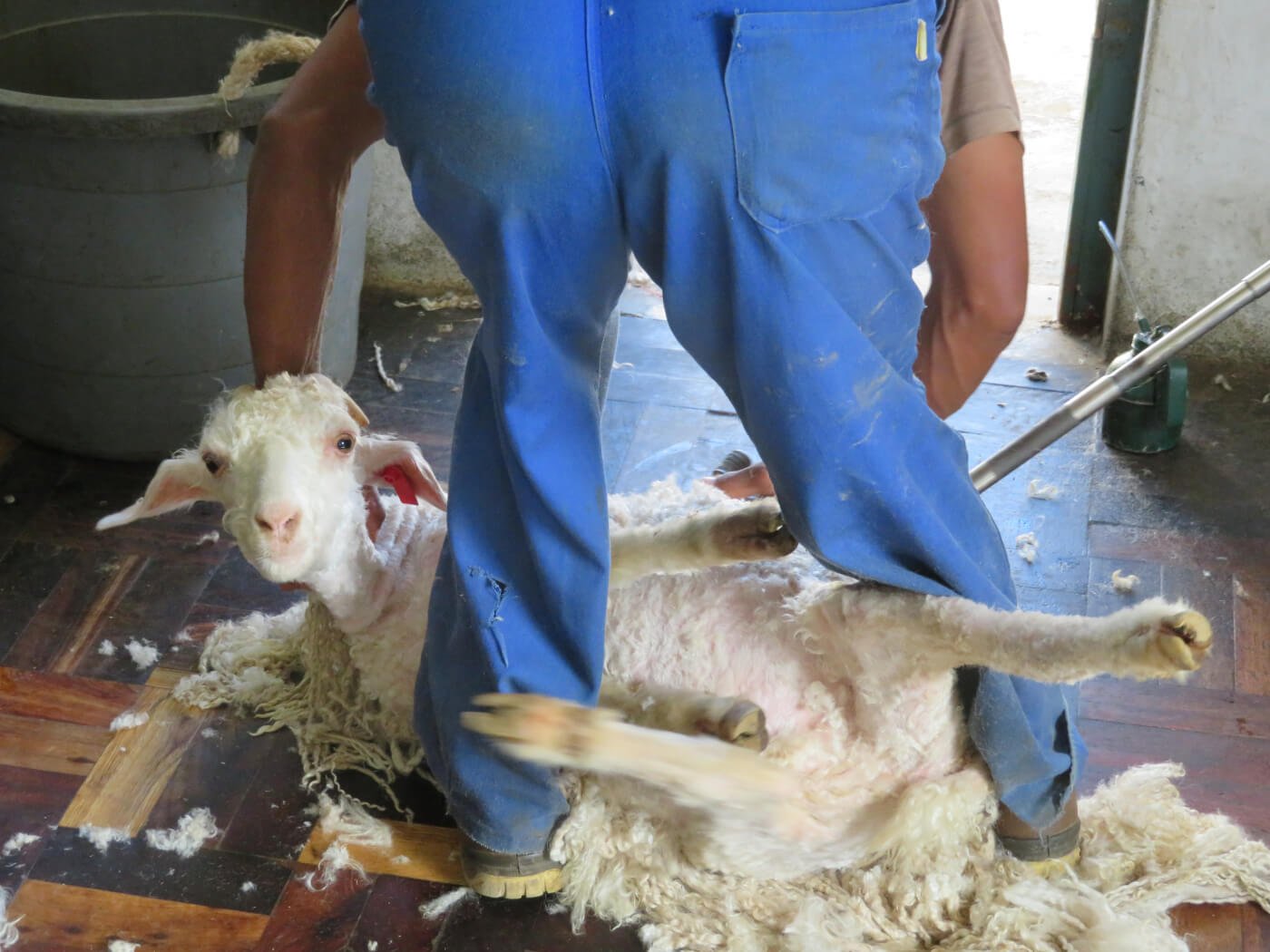 PETA Asia Exposed the Cashmere Industry's Extreme Abuse of Goats, Save  Animals