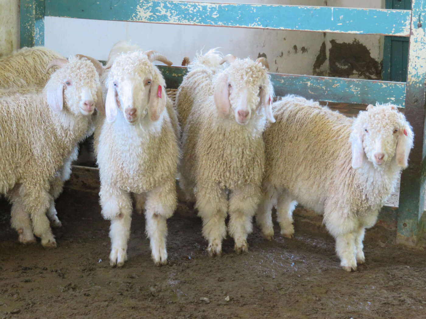 PETA Asia Exposed the Cashmere Industry's Extreme Abuse of Goats, Save  Animals