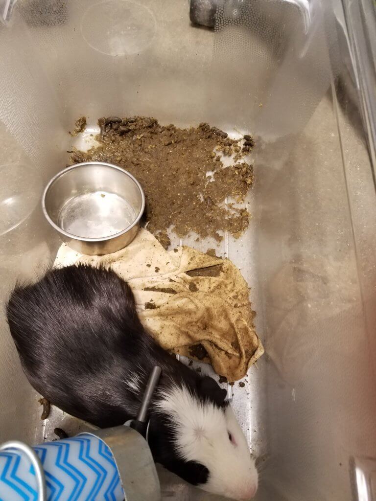 Cost to euthanize store a guinea pig