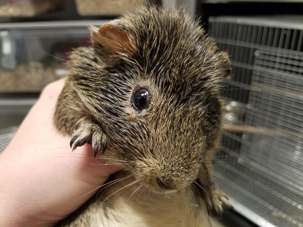 Guinea Pigs and Rats at Petsmart 