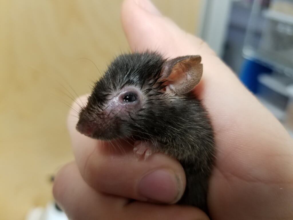 pet mice petsmart