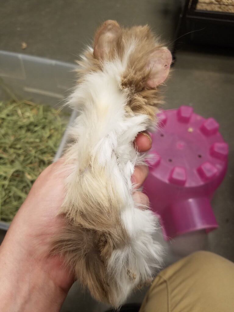 PetSmart Just Revealed an Unbelievably Adorable Line of Guinea Pig