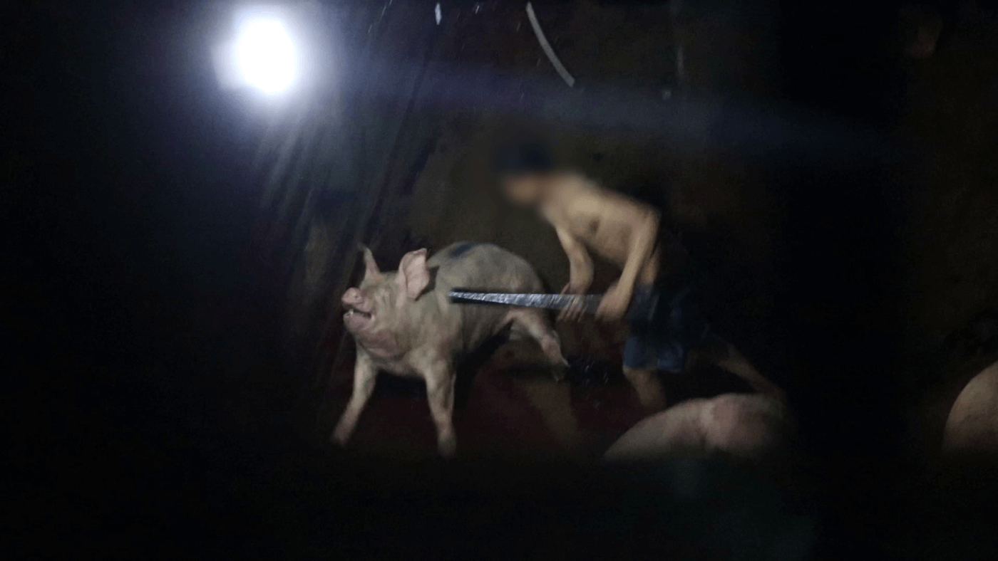 klint Ødelægge Vedrørende Breaking: Pigs' Heads Are Bashed in With Metal Pipes in Cambodian  Slaughterhouse