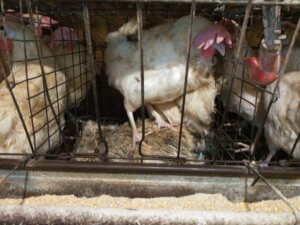 Video: Hens Beaten, Suffering, Dying at Kroger Egg Supplier—Help Now!