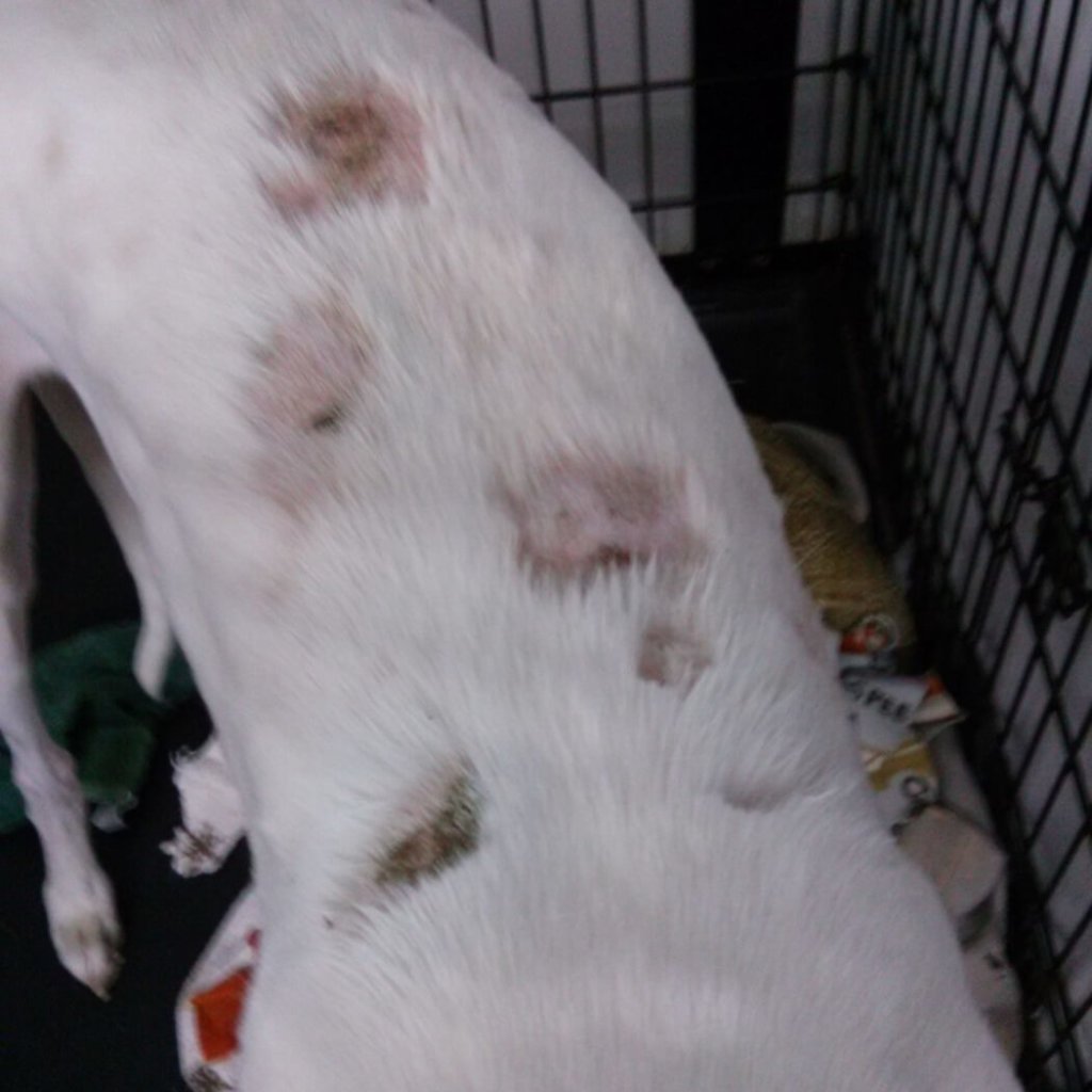 Exposé Reveals Sick, Injured, Stressed Greyhounds Imprisoned and Bled ...