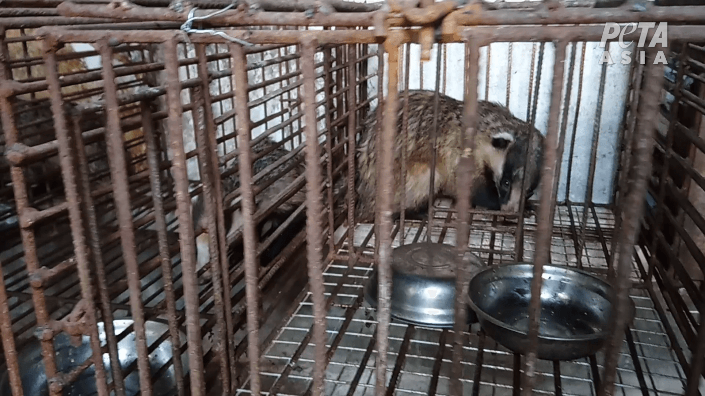 PETA Asia Exposes Extreme Cruelty in Badger-Brush Industry